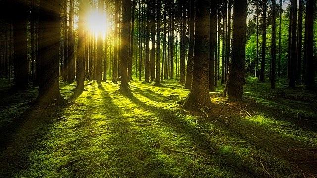 Vihreä, sammalen peittämä metsä, jonka puiden takaa näkyy auringon säteitä