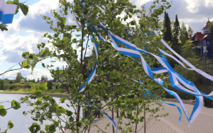 juhannuskoivut