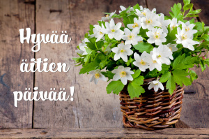 kimppu valkovuokkoja